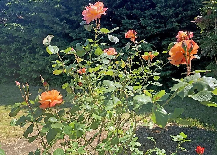 ホテル Les Closeaux Phil Mortain-Bocage